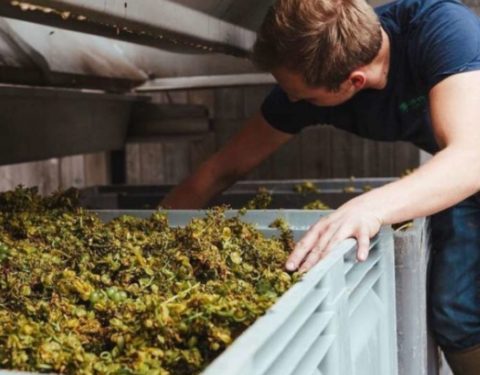 Image showing a man clearing out a wine press